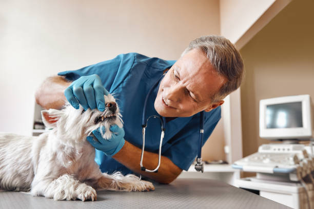 Best Holiday Emergency Dentist in Weaverville, CA